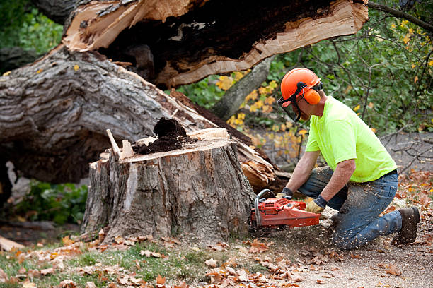 Tree Branch Trimming in Rupert, ID